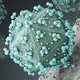 Illustration for article titled HIV May Be Evolving Into A Less Deadly and Less Virulent Form